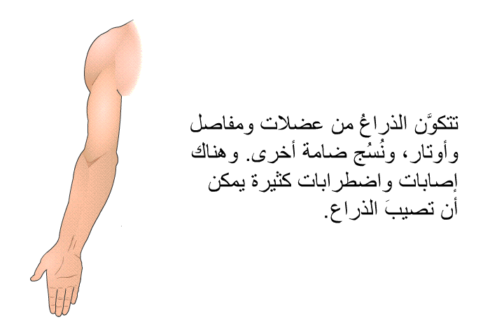 تتكوَّن الذراعُ من عضلات ومفاصل وأوتار، ونُسُج ضامة أخرى. وهناك إصابات واضطرابات كثيرة يمكن أن تصيبَ الذراع.