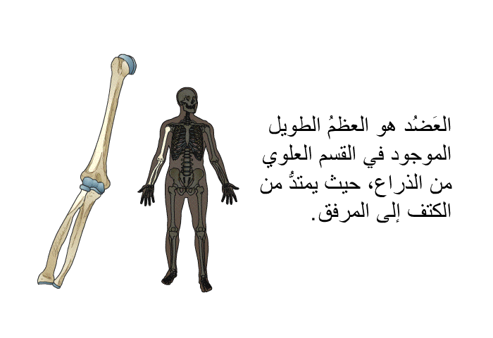 العَضُد هو العظمُ الطويل الموجود في القسم العلوي من الذراع، حيث يمتدُّ من الكتف إلى المرفق.
