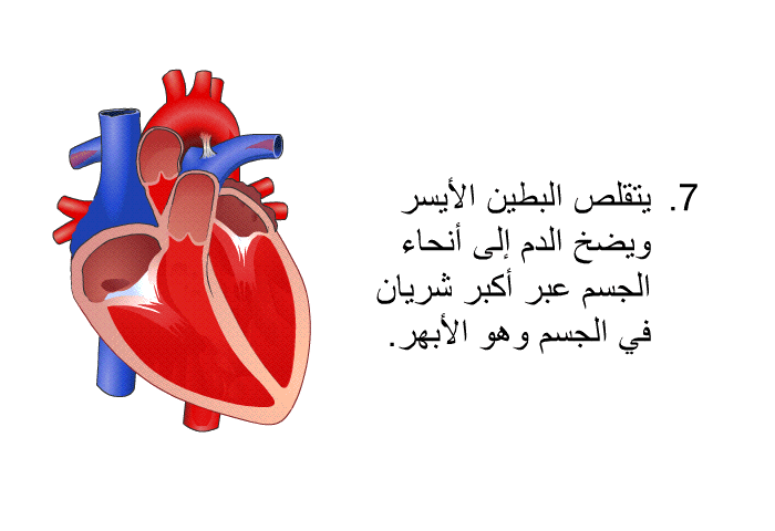 يتقلص البطين الأيسر ويضخ الدم إلى أنحاء الجسم عبر أكبر شريان في الجسم وهو الأبهر.