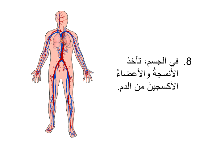في الجسم، تأخذ الأنسجةُ والأعضاءُ الأكسجينَ من الدم.