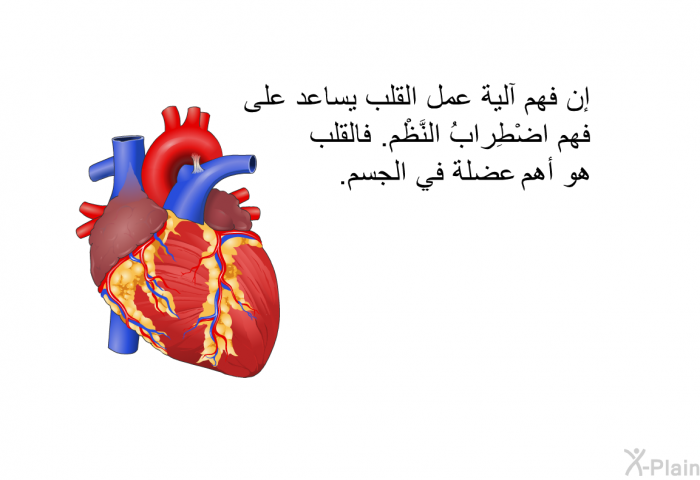 إن فهم آلية عمل القلب يساعد على فهم اضْطِراب النَّظْم . فالقلب هو أهم عضلة في الجسم.