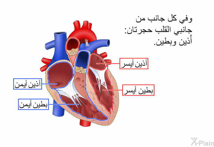 وفي كل جانب من جانبي القلب حجرتان: أُذين وبطين.