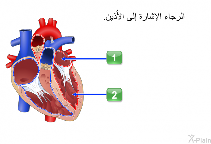 الرجاء الإشارة إلى الأُذين.