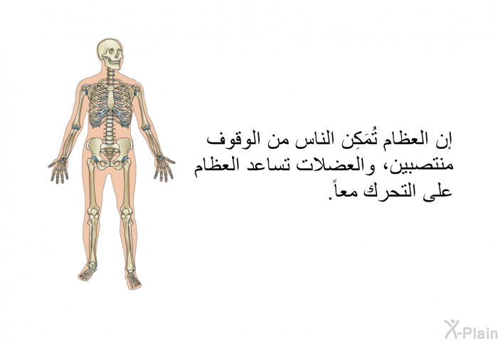 إن العظام تُمَكِن الناس من الوقوف منتصبين، والعضلات تساعد العظام على التحرك معاً.