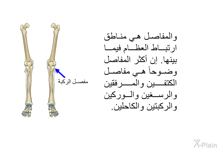 والمفاصل هي مناطق ارتباط العظام فيما بينها. إن أكثر المفاصل وضوحاً هي مفاصل الكتفين والمرفقين والرسغين والوركين والركبتين والكاحلين.