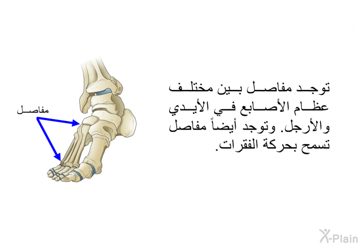 توجد مفاصل بين مختلف عظام الأصابع في الأيدي والأرجل. وتوجد أيضاً مفاصل تسمح بحركة الفقرات.
