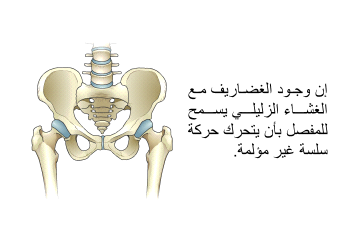 إن وجود الغضاريف مع الغشاء الزليلي يسمح للمفصل بأن يتحرك حركة سلسة غير مؤلمة.