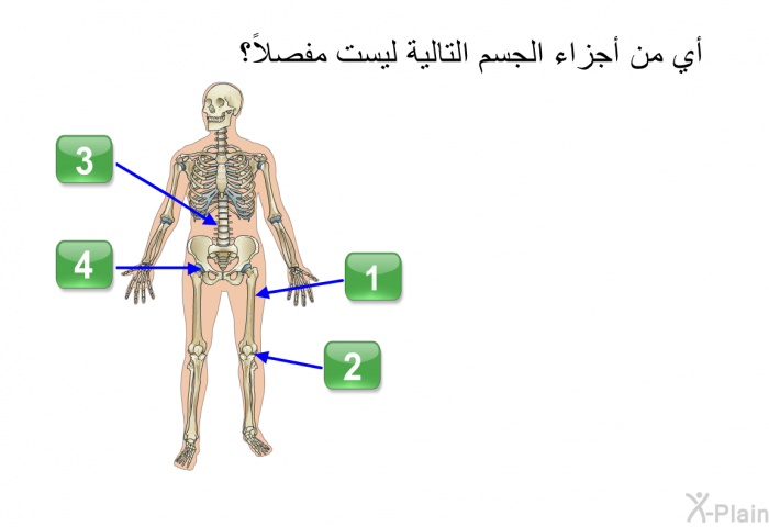أي من أجزاء الجسم التالية ليست مفصلاً؟