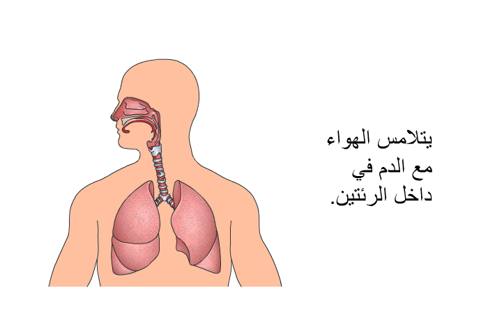 يتلامس الهواء مع الدم في داخل الرئتين.