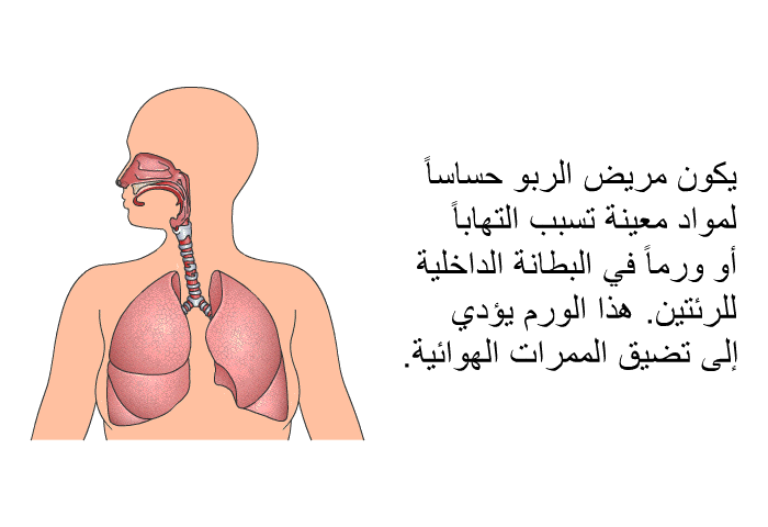 يكون مريض الربو حساساً لمواد معينة تسبب التهاباً أو ورماً في البطانة الداخلية للرئتين. هذا الورم يؤدي إلى تضيق الممرات الهوائية.