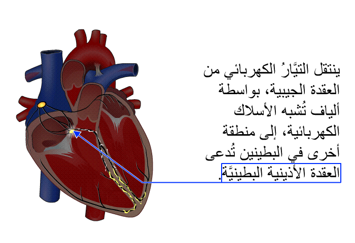 ينتقل التيَّارُ الكهربائي من العقدة الجيبية، بواسطة ألياف تُشبه الأسلاك الكهربائية، إلى منطقة أخرى في البطينين تُدعى العقدةَ الأذينية البطينيَّة.
