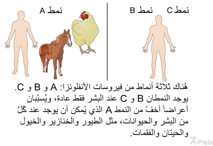 هُناك ثلاثة أنماط من فيروسات الأنفلونزا: A و B و C. يوجد النمطان B و C عند البشر فقط عادة، ويُسبِّبان أعراضاً أخفَّ من النمط A الذي يُمكن أن يوجد عند كُلٍّ من البشر والحيوانات، مثل الطيور والخنازير والخيول والحيتان والفقمات.