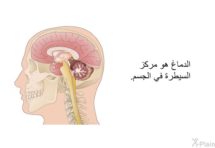 الدماغ هو مركز السيطرة في الجسم.