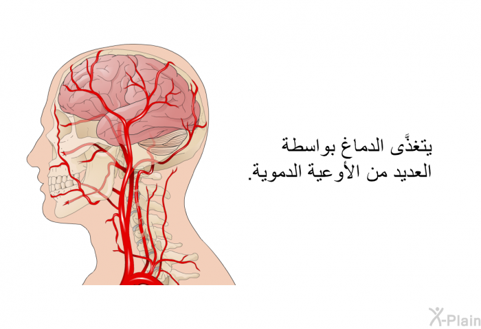 يتغذَّى الدماغ بواسطة العديد من الأوعية الدموية.