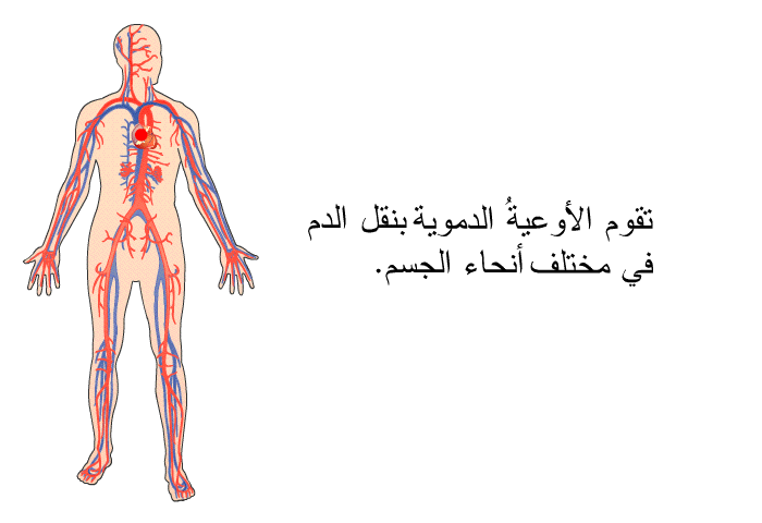 تقوم الأوعيةُ الدموية بنقل الدم في مختلف أنحاء الجسم.