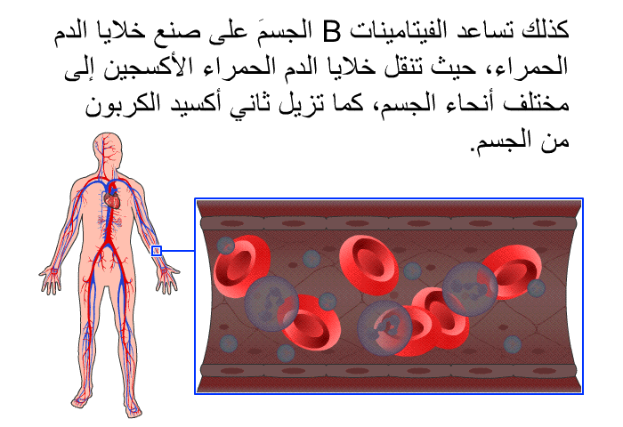كذلك تساعد الفيتامينات B الجسمَ على صنع خلايا الدم الحمراء، حيث تنقل خلايا الدم الحمراء الأكسجين إلى مختلف أنحاء الجسم، كما تزيل ثاني أكسيد الكربون من الجسم.