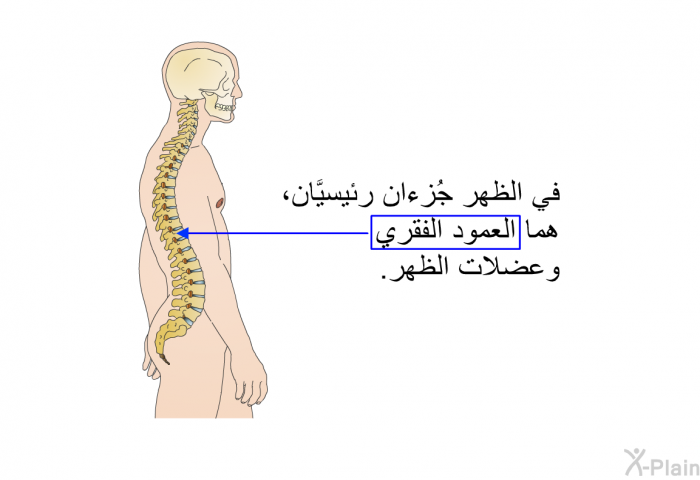 في الظهر جُزءان رئيسيَّان، هما العمود الفقري وعضلات الظهر.