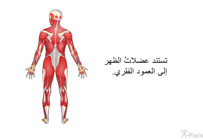 تستند عضلاتُ الظهر إلى العمود الفقري.