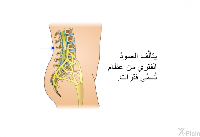 يتألَّف العمودُ الفقري من عظام تُسمَّى فقرات.