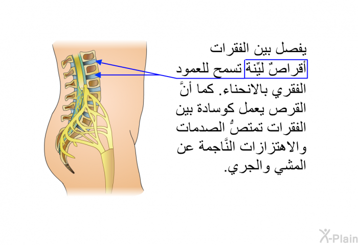 يفصل بين الفقرات أقراصٌ ليِّنة تسمح للعمود الفقري بالانحناء. كما أنَّ القرص يعمل كوسادة بين الفقرات تمتصُّ الصدمات والاهتزازات النَّاجمة عن المشي والجري.