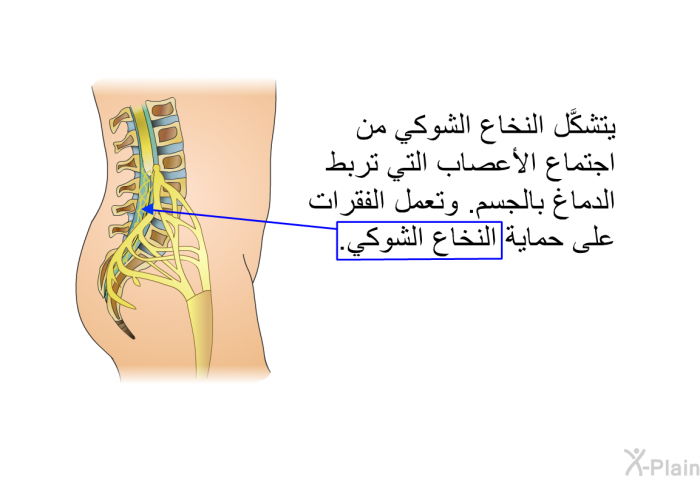 يتشكَّل النخاع الشوكي من اجتماع الأعصاب التي تربط الدماغ بالجسم. وتعمل الفقرات على حماية النخاع الشوكي.