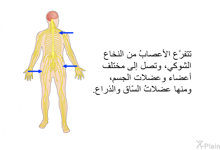 تتفرَّع الأعصابُ من النخاع الشوكي، وتصل إلى مختلف أعضاء وعضلات الجسم، ومنها عضلاتُ السَّاق والذراع.