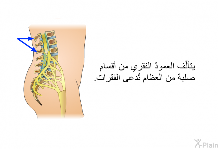 يتألَّف العمودُ الفقري من أقسام صلبة من العظام تُدعى الفقرات.