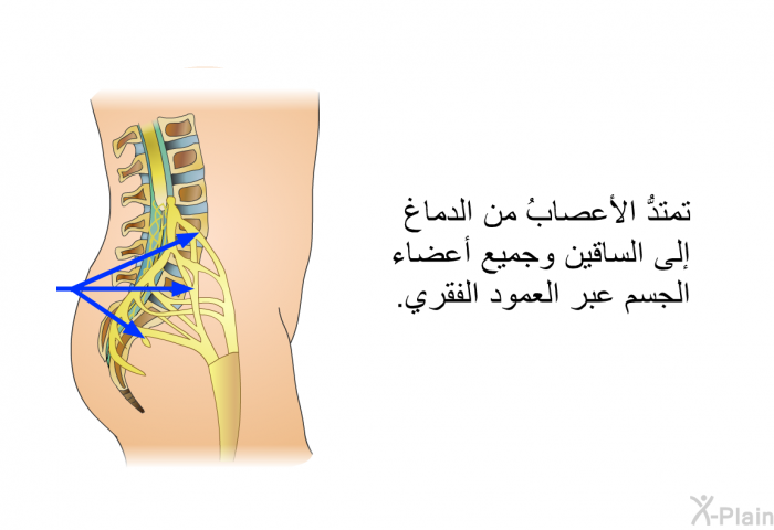 تمتدُّ الأعصابُ من الدماغ إلى الساقين وجميع أعضاء الجسم عبر العمود الفقري.