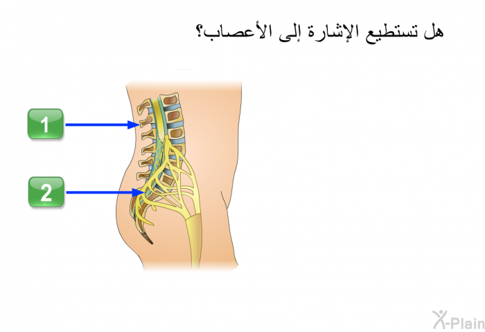 هل تستطيع الإشارة إلى الأعصاب؟