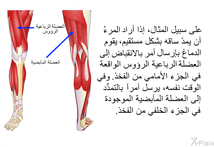 على سبيل المثال، إذا أراد المرءُ أن يمدَّ ساقه بشكل مستقيم، يقوم الدماغ بإرسال أمر بالانقباض إلى العضلة الرباعية الرؤوس الواقعة في الجزء الأمامي من الفخذ. وفي الوقت نفسه، يرسل أمراً بالتمدُّد إلى العضلة المأبضية الموجودة في الجزء الخلفي من الفخذ.