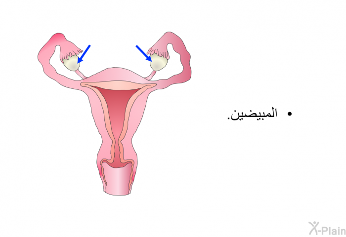 المبيضين.