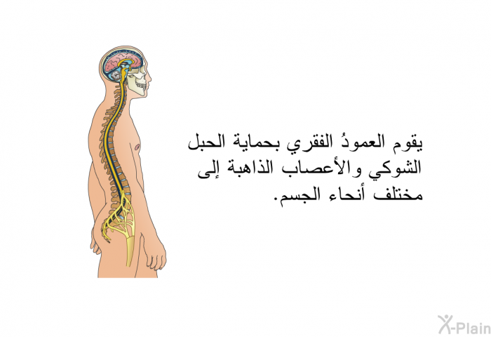 يقوم العمودُ الفقري بحماية الحبل الشوكي والأعصاب الذاهبة إلى مختلف أنحاء الجسم.