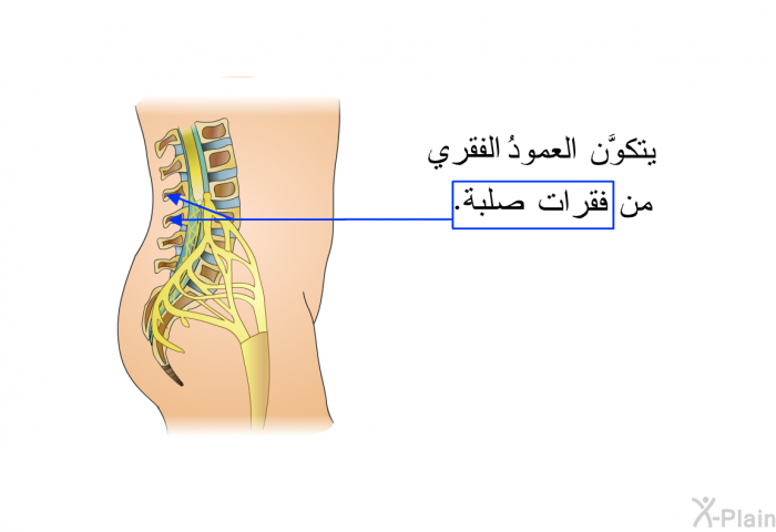 يتكوَّن العمودُ الفقري من فقرات صلبة.