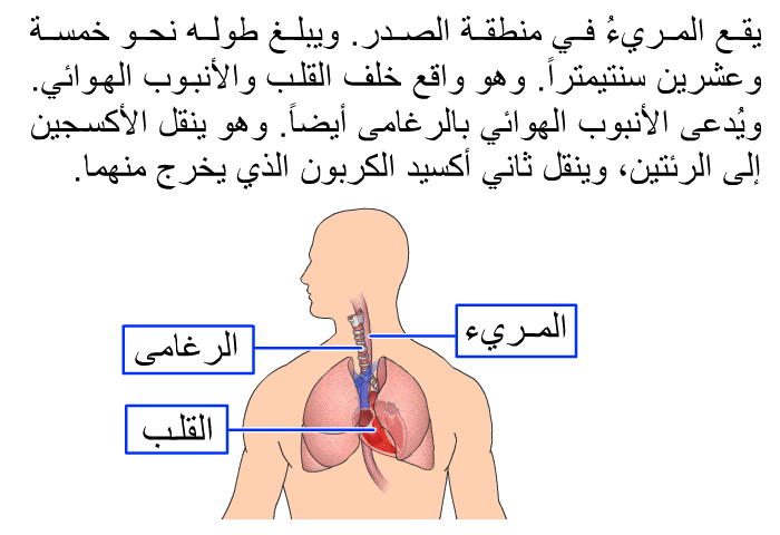 يقع المريءُ في منطقة الصدر. ويبلغ طوله نحو خمسة وعشرين سنتيمتراً. وهو واقع خلف القلب والأنبوب الهوائي. ويُدعى الأنبوب الهوائي بالرغامى أيضاً. وهو ينقل الأكسجين إلى الرئتين، وينقل ثاني أكسيد الكربون الذي يخرج منهما.