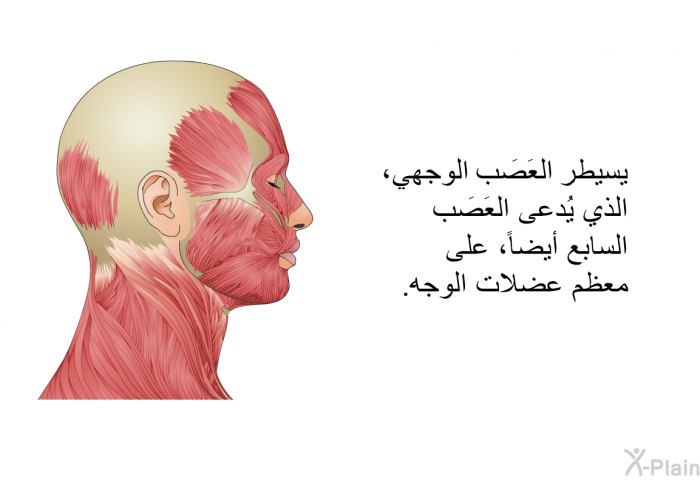 يسيطر العَصَب الوجهي، الذي يُدعى العَصَب السابع أيضاً، على معظم عضلات الوجه.