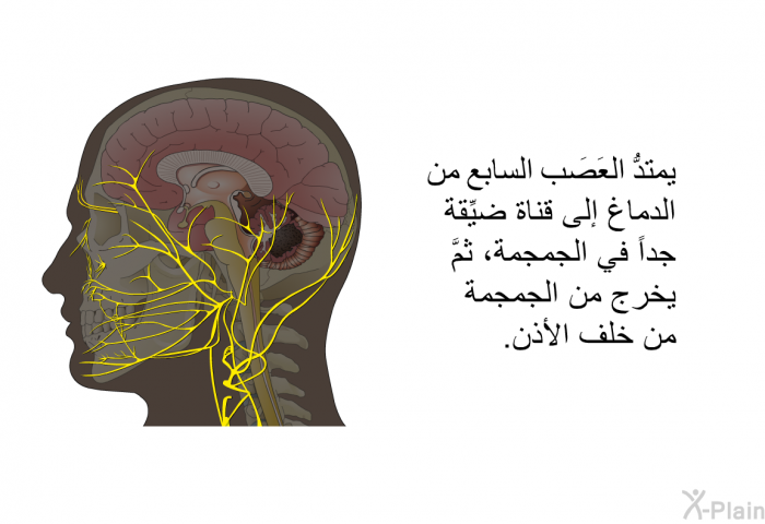 يمتدُّ العَصَب السابع من الدماغ إلى قناة ضيِّقة جداً في الجمجمة، ثمَّ يخرج من الجمجمة من خلف الأذن.