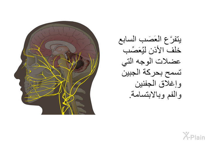 يتفرَّع العَصَب السابع خلف الأذن ليُعَصِّب عضلات الوجه التي تسمح بحركة الجبين وإغلاق الجفنين والفم وبالابتسامة.