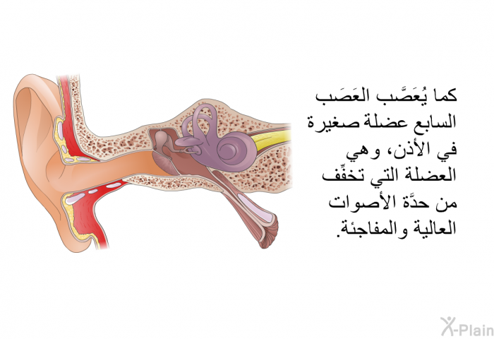 كما يُعَصَّب العَصَب السابع عضلة صغيرة في الأذن، وهي العضلة التي تخفِّف من حدَّة الأصوات العالية والمفاجئة.