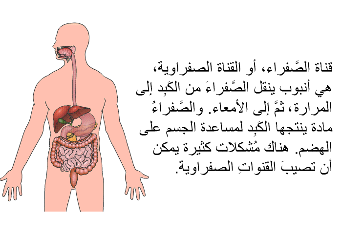قناة الصَّفراء، أو القناة الصفراوية، هي أنبوبٌ ينقل الصَّفراءَ من الكَبِد إلى المرارة، ثمَّ إلى الأمعاء. والصَّفراءُ مادةٌ ينتجها الكَبِد لمساعدة الجسم على الهضم. هناك مُشكلات كثيرة يمكن أن تصيبَ القنواتِ الصفراوية.