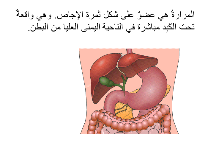 المرارةُ هي عضوٌ على شكل ثمرة الإجاص. وهي واقعةٌ تحت الكَبِد مباشرة في الناحية اليمنى العليا من البطن.