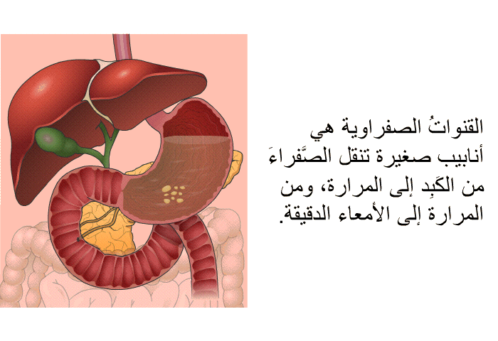 القنواتُ الصفراوية هي أنابيب صغيرة تنقل الصَّفراءَ من الكَبِد إلى المرارة، ومن المرارة إلى الأمعاء الدقيقة.