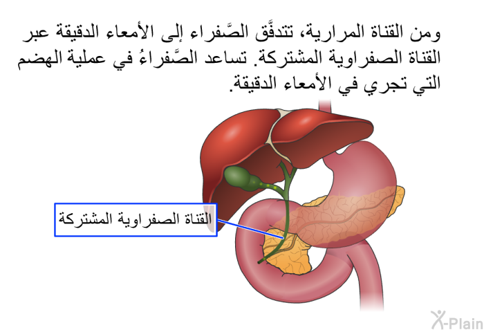 ومن القناة المرارية، تتدفَّق الصَّفراء إلى الأمعاء الدقيقة عبر القناة الصفراوية المشتركة. تساعد الصَّفراءُ في عملية الهضم التي تجري في الأمعاء الدقيقة.