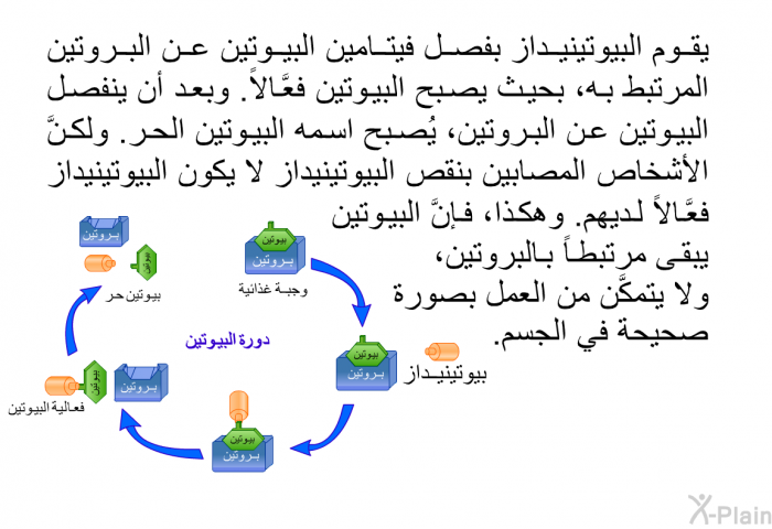 يقوم البيوتينيداز بفصل فيتامين البيوتين عن البروتين المرتبط به، بحيث يصبح البيوتين فعَّالاً. وبعد أن ينفصل البيوتين عن البروتين، يُصبح اسمه البيوتين الحر. ولكنَّ الأشخاص المصابين بنقص البيوتينيداز لا يكون البيوتينيداز فعَّالاً لديهم. وهكذا، فإنَّ البيوتين يبقى مرتبطاً بالبروتين، ولا يتمكَّن من العمل بصورة صحيحة في الجسم.