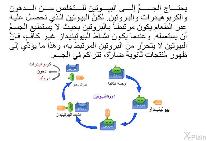 يحتاج الجسمُ إلى البيوتين للتخلُّص من الدهون والكربوهيدرات والبروتين. لكنَّ البيوتين الذي نحصل عليه عبر الطعام يكون مرتبطاً بالبروتين بحيث لا يستطيع الجسمُ أن يستعمله. وعندما يكون نشاط البيوتينيداز غير كافٍ، فإنَّ البيوتين لا يتحرَّر من البروتين المرتبط به، وهذا ما يؤدِّي إلى ظهور مُنتجات ثانوية ضارَّة، تتراكم في الجسم.