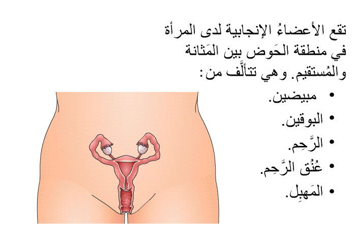 تقع الأعضاءُ الإنجابية لدى المرأة في منطقة الحَوض بين المَثانة والمُستَقيم. وهي تتألَّف من:   المبيضين.  البوقين.  الرَّحِم.  عُنُق الرَّحِم. المَهبِل.