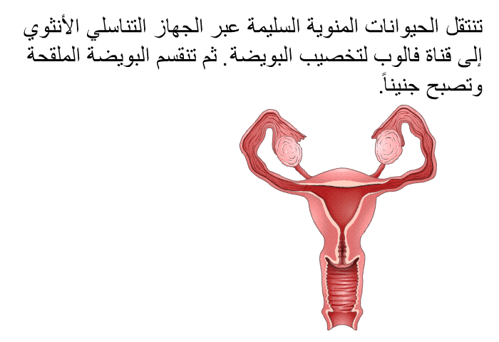 تنتقل الحيوانات المنوية السليمة عبر الجهاز التناسلي الأنثوي إلى قناة فالوب لتخصيب البويضة. ثم تنقسم البويضة الملقحة وتصبح جنيناً.