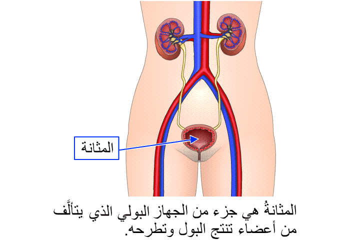 المثانةُ هي جزء من الجهاز البولي الذي يتألَّف من أعضاء تنتج البول وتطرحه.