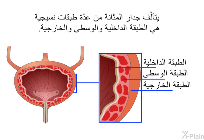 يتألَّف جدار المثانة من عدَّة طبقات نسيجية هي الطبقة الداخلية والوسطى والخارجية.