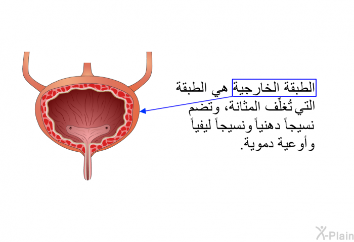 الطبقة الخارجية هي الطبقة التي تُغلِّف المثانة، وتضم نسيجاً دهنياً ونسيجاً ليفياً وأوعية دموية.