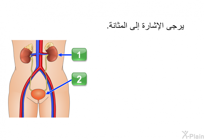 يرجى الإشارة إلى المثانة.